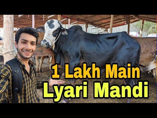 Sirf 1Lakh Main Lyari Cow Mandi Karachi Cattle Rate Update 19-May-2024 | Cow mandi