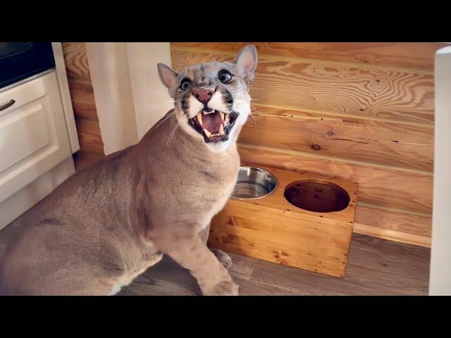 So hungry! Puma Messi survived a :hungry day" and hissed at Sasha!