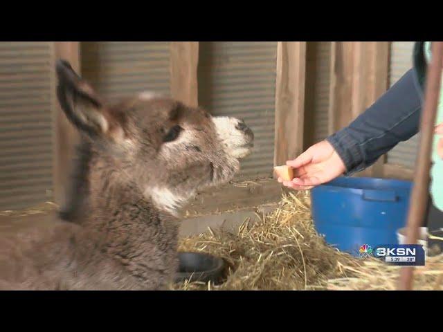 Lindsborg woman rescuing animals from slaughter