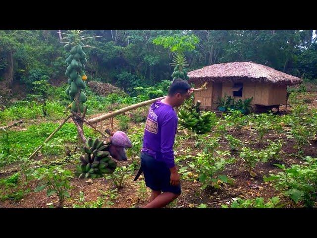 Buhay Probinsya Pag Harvest Ng Saging At Pag Luluto Ng Adobong Kangkong At Puso Ng Saging | Binatang