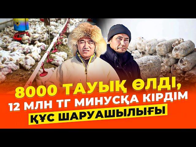 12 млн тг МИНУСТАН қалай шықты? Тауық шаруашылығы. | Құс шаруашылығы.