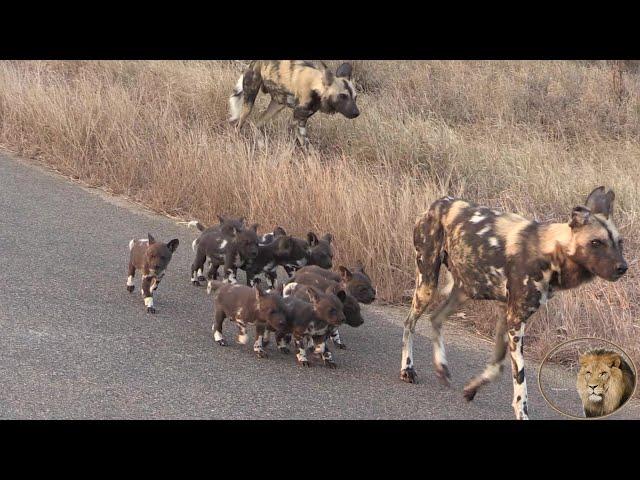 Eternal Enemies Lions vs African Wild Dogs