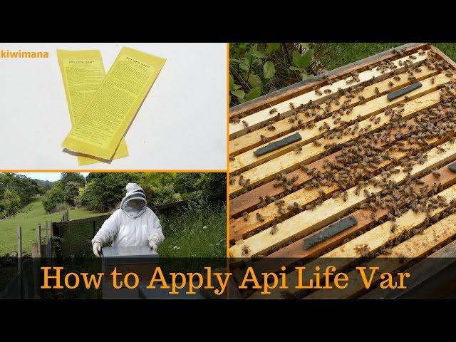 How to Apply Api Life Var