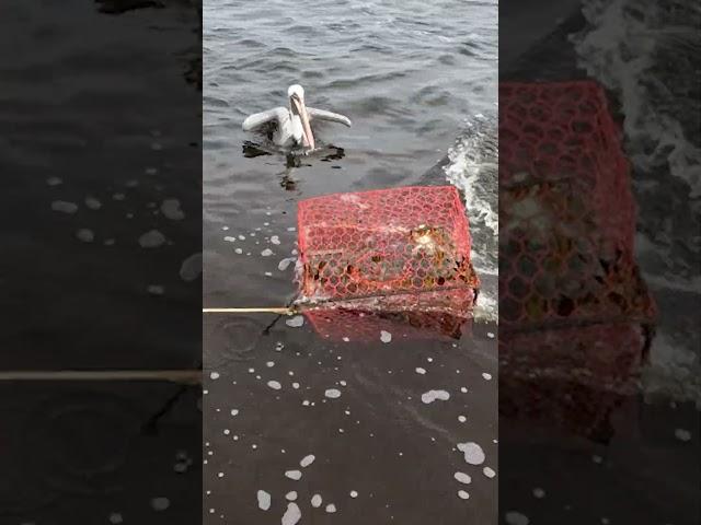 These Crabbers Moved HOW Many Traps?! | Discover Florida Channel