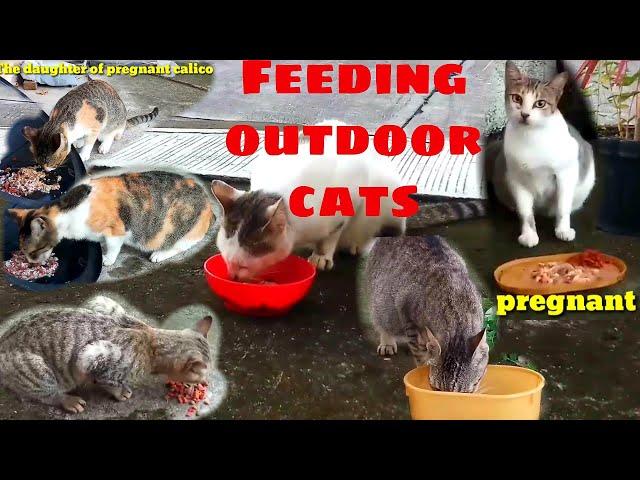 Feeding Stray cats in Philippines|Should you feed Stray Cats?