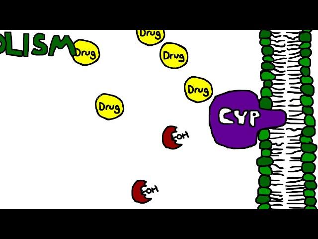 Mechanism of Cytochrome P450 (CYP) metabolism, induction, and inhibition