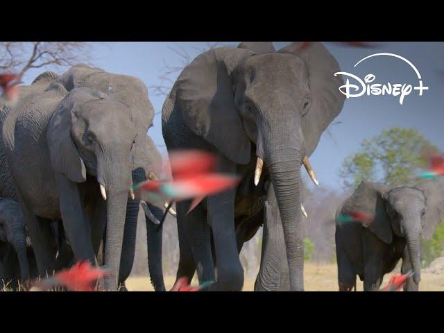 Celebrate ourHome | National Geographic and Disneynature | Disney+