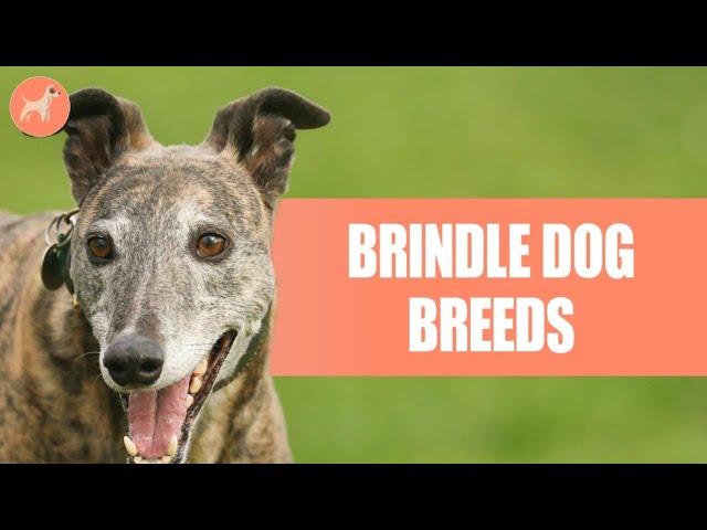 Brindle Dog Breeds: 20 Pups With This Attractive Tiger-Striped Coat