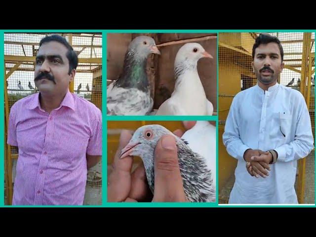 ustad rana munna faisalabad ki chat se | zain jutt faisalabad | ustad rana munna pigeon