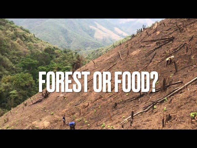 Deforestation During Laos’s Burning Season  Planting Chilli W/ Khmu Farmer |Travel Se Asia 2021