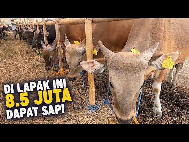 Promo SpesialSapi Qurban Harga Cuma 8.5 Juta Sapi Qurban Paling Murah Di Jakarta Bli Sapi