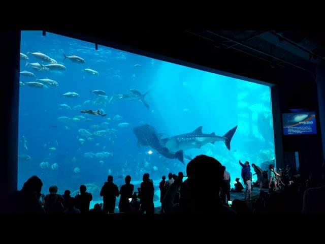 Two Whale Sharks Swim into Each Other at Georgia Aquarium