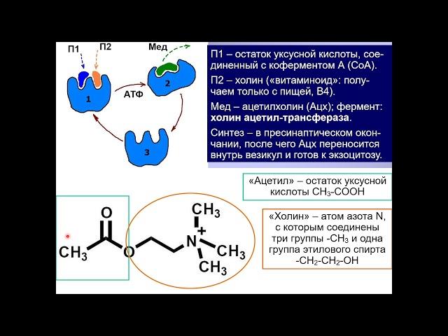 Дубынин В. А. - Химия мозга - Ацетилхолин