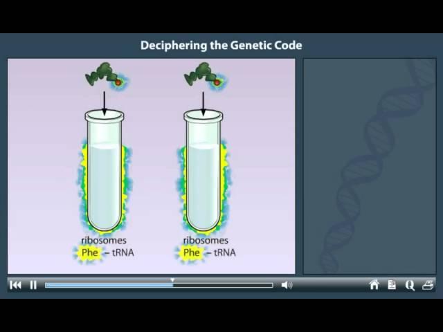 The genetic code animation