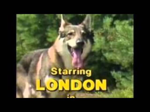 Littlest Hobo Maybe Tomorrow theme song