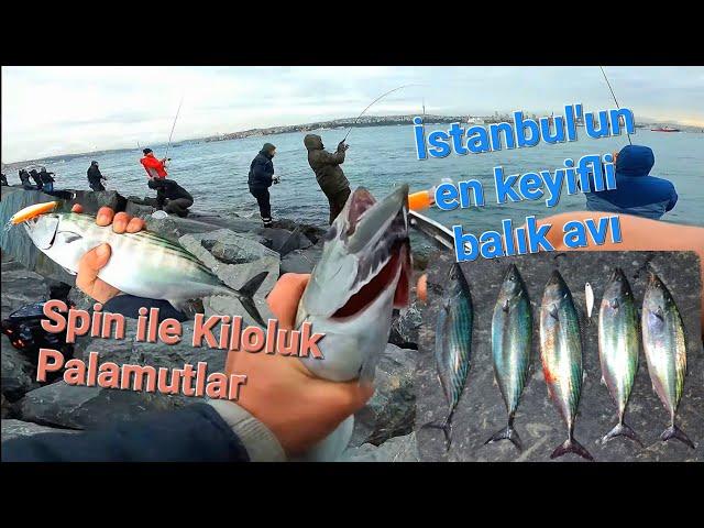 EN KEYİFLİ AVLARDAN BİRİSİ - Spinle Kiloluk PALAMUTLAR - İSTANBUL