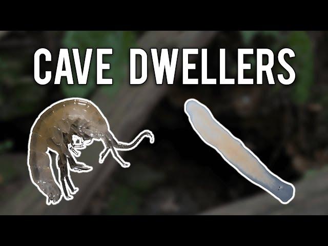 Cave Dwellers: A Guide to Life Underground