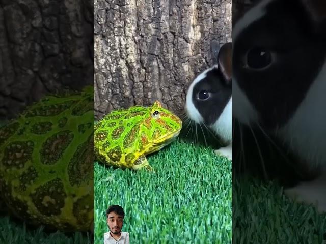 #funny #cute #frog #animals #pets #animal #meme #frogs #rabbit