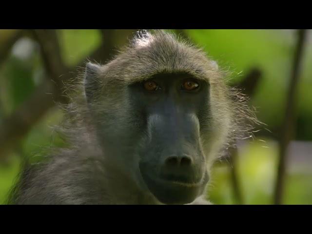 Водопад Виктория - африканский земной рай. Док фильм Nat Geo Wild HD.