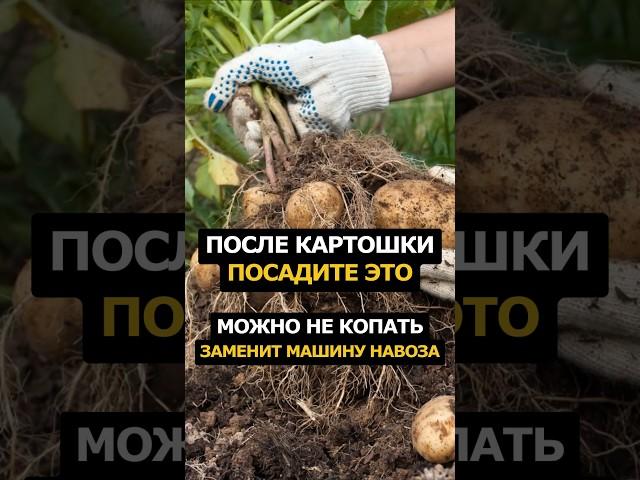 После картошки посадите это #сад #огород #рецепт #садоводство #дача