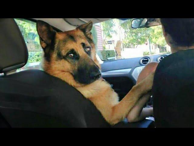 Why GERMAN SHEPHERDS Make You LAUGH So Much 