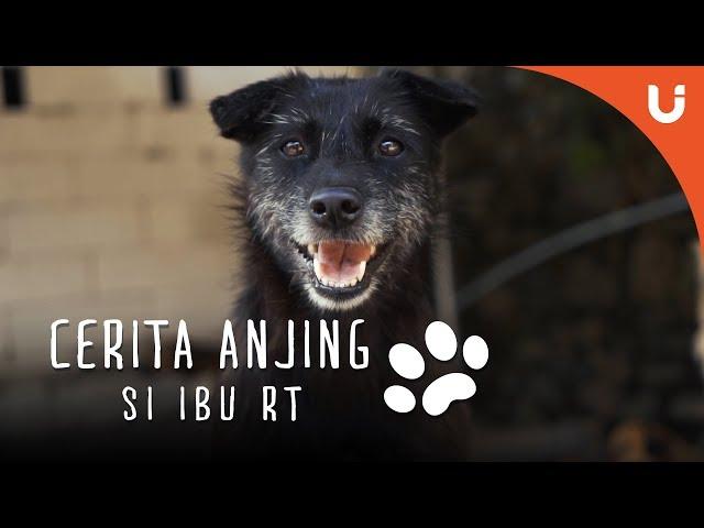 Cerita Anjing - Maple Si Anjing Shelter