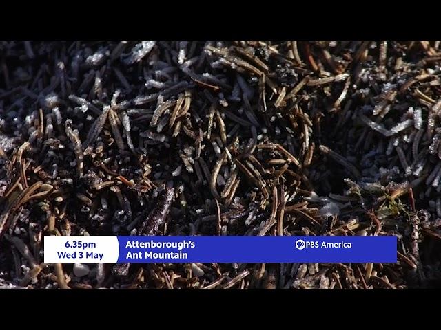 Attenborough's Ant Mountain Trailer