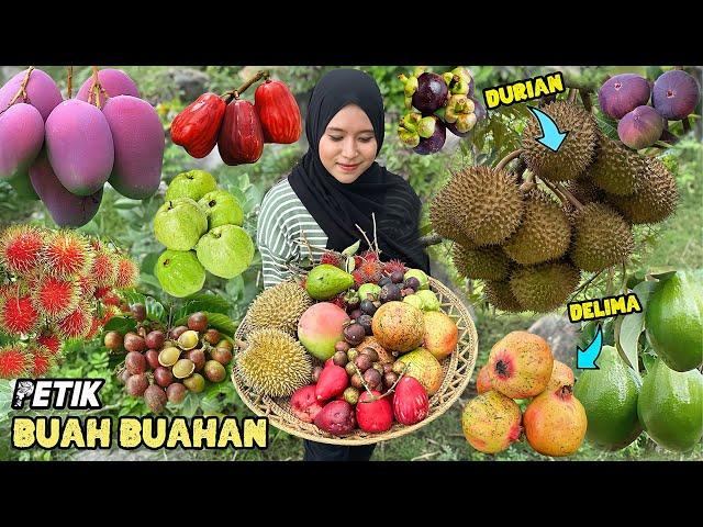 Petik buah-buahan dikebun | Panen buah segar