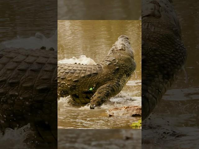 Bowhunting The World Record Crocodile  |BEAST BROADHEADS| #slowmotion #wildlife #archery #slomo