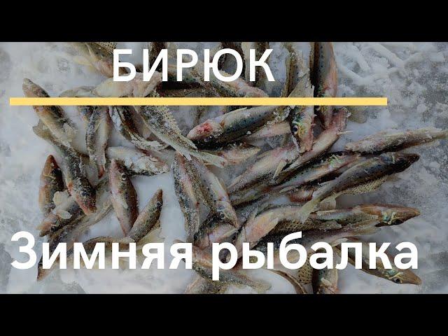 Зимняя рыбалка. Донской бирюк. Большой улов  √24