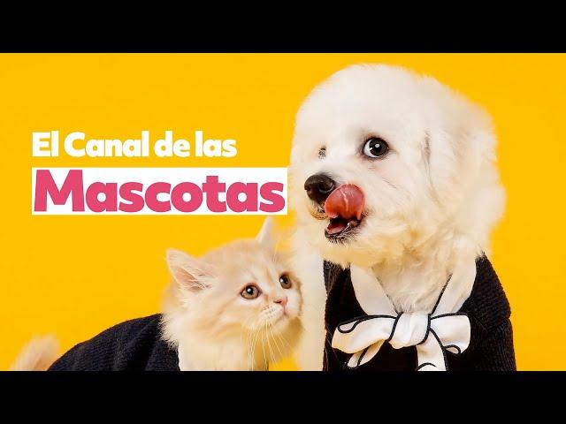 El Canal de las Mascotas | Ya disponible en Chile