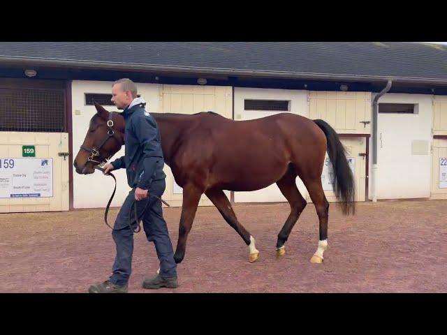 2022 Vente d'Elevage - Lot 23 GRACE SHELBY (SHALAA x NAISSANCE ROYALE)