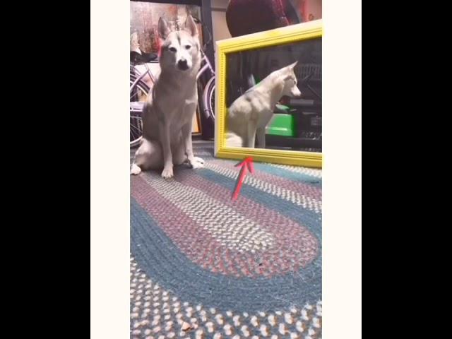 _Funniest_Cats_and_Dogs_Awesome_Funny_Pet_Animals_Videos_.................#Y(5)