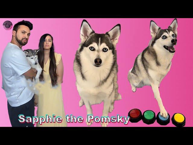 *1 HOUR* Sapphie the Pomsky TikTok Compilations 2024 | Best @sapphie_the_pomsky TikTok Videos