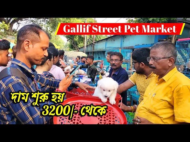 Galiff Street Pet Market Kolkata | dog market in kolkata | dog market in kolkata price | dogs