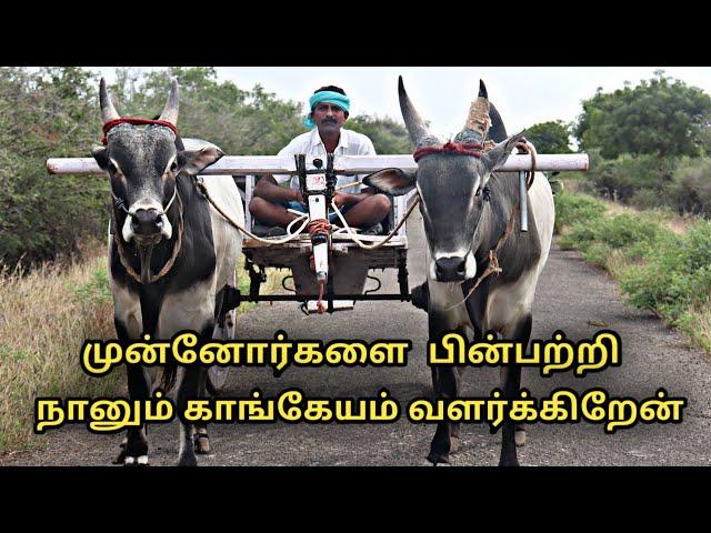 முன்னோர்களை பின்பற்றி நானும் காங்கேயம் வளர்க்கிறேன் || kangayam cattle breeds facts in tamil