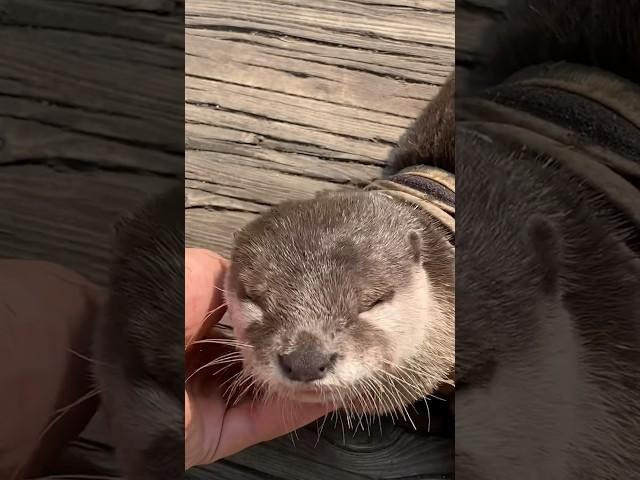 Doesn’t Want To End His Walk #shorts #aty #otter #WaterSausage