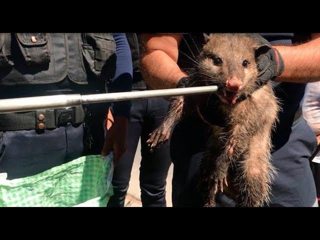 Tlacuache siembra terror en la Nuevo León