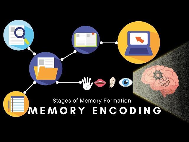 Memory Encoding - Types of Memory Encoding and Factors Negatively impacting Memory Encoding