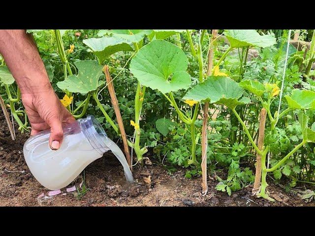 My Plants EXPLODED After This Homemade Fertilizer! (HUGE Harvest)