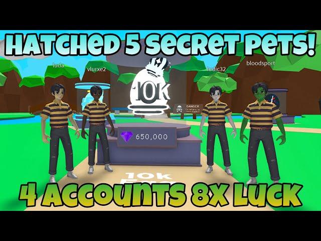 Using 4 Accounts To Hatch 10K Egg! Hatched 5 Secret Pets! - Bubble Gum Mayhem (Roblox)