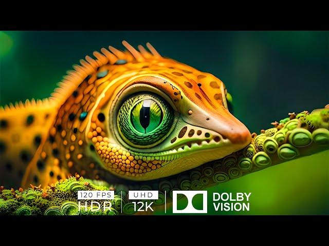 Ultimate Wild Animals Collection in 8K ULTRA HD / 8K TV