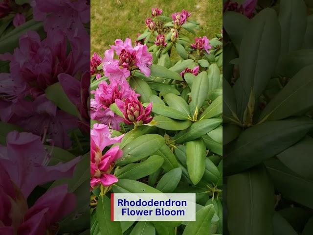 Dancing Colors: Witness the Magnificent Rhododendron Blossom Spectacle #shorts