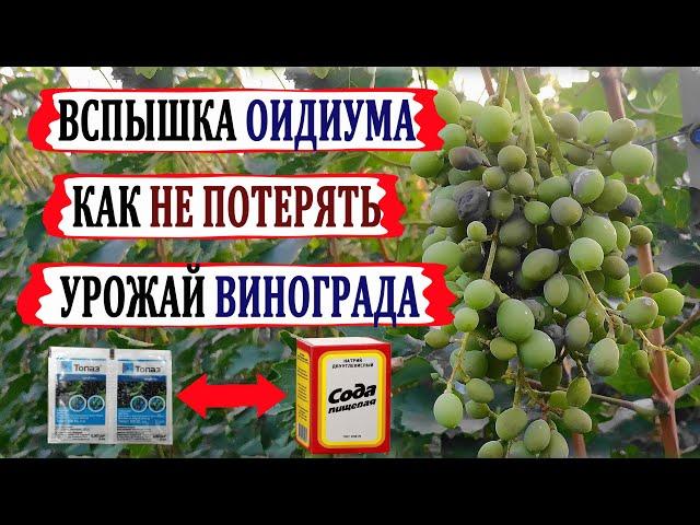  Внимание! Вспышка ОИДИУМА на винограде. Как оидиум отличить от милдью?  ПИЩЕВАЯ СОДА в помощь?.