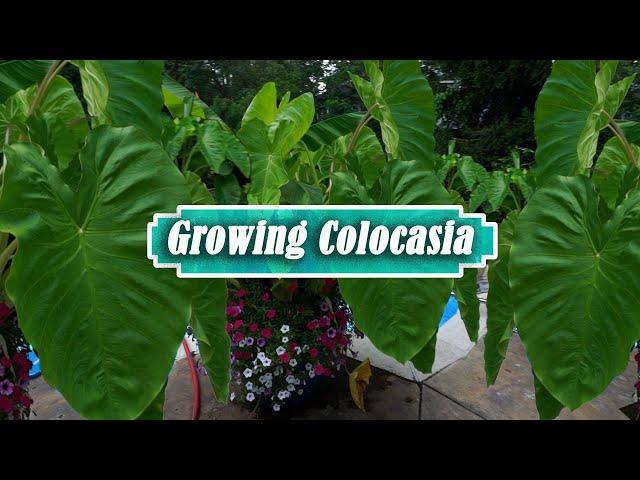 Colocasia Care Tips || How to Grow Elephant Ears