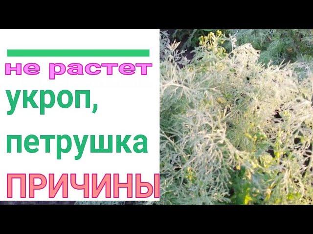  ПОЧЕМУ НЕ РАСТЕТ УКРОП И ПЕТРУШКА. СПРАШИВАЕТЕ - ОТВЕЧАЮ. 9 ОСНОВНЫХ ПРИЧИН