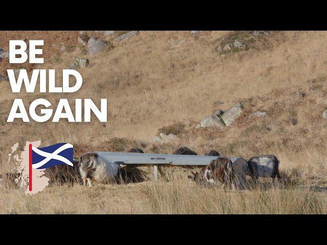 Wild Goats, Galloway Forrest Park