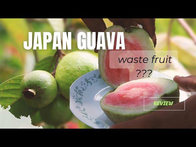 JAPAN GUAVA  genuine review| വീട്ടിൽ നടാൻ പറ്റിയ fruit ആണോ ???japanguava