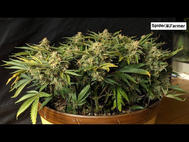 Timelapse - Seed to Harvest 88g Dry Bubblegum Autoflower Fastbuds - LST - Spiderfarmer SF4000