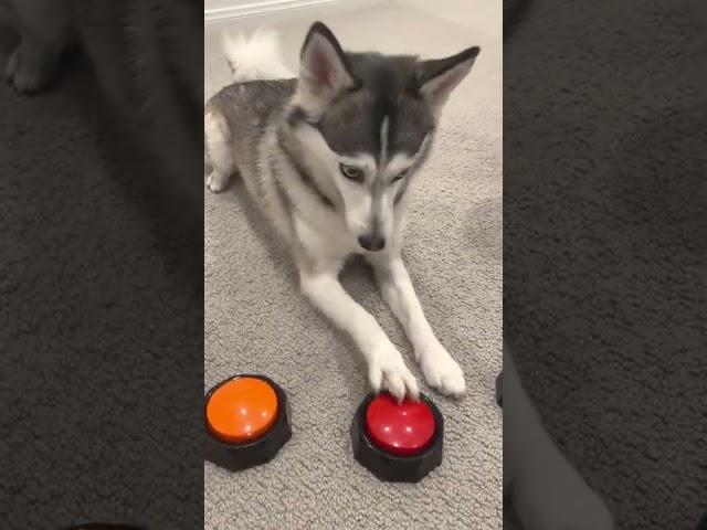 Sapphie the pomsky wishes daddy a happy birthday